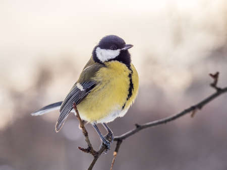 Cute bird Great tit, songbird sitting on a branch without leaves in the autumn or winter. Parus majorの写真素材