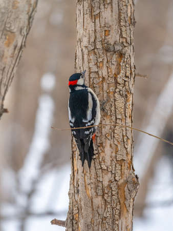 Little woodpecker sits on a tree trunk. A woodpecker obtains food on a large tree with snow in winter The great spotted woodpecker, Dendrocopos majorの写真素材