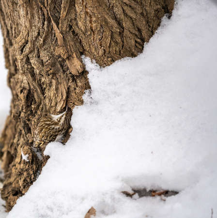 Little bird Eurasian treecreeper crawling on a tree. Cute interesting forest bird Treecreeper. Nature background. The Eurasian treecreeper or common treecreeper, lat. erthia familiarisの写真素材