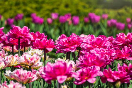 Beautiful pink and white tulips flower bed in the green spring garden. Natural sprintime background.の写真素材