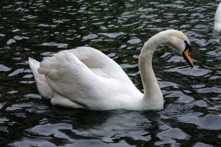 A graceful white swan swimming on a lake with dark water. The white swan is reflected in the water. The mute swan, Cygnus olorの写真素材