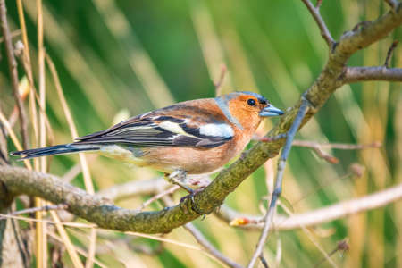 Common chaffinch sits on a branch in spring on green background. Beautiful songbird Common chaffinch in wildlife. The common chaffinch or simply the chaffinch, latin name Fringilla coelebs.の写真素材