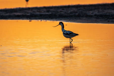 Water bird pied avocet, Recurvirostra avosetta, standing in the water in orange sunset light. The pied avocet is a large black and white wader with long, upturned beak and long, bluish legsの写真素材