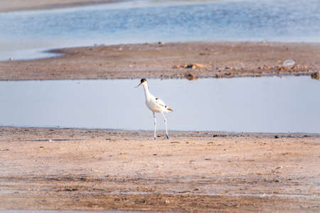 The pied avocet, Recurvirostra avosetta, is a large black and white wader with long, upturned beak and long, bluish legsの写真素材