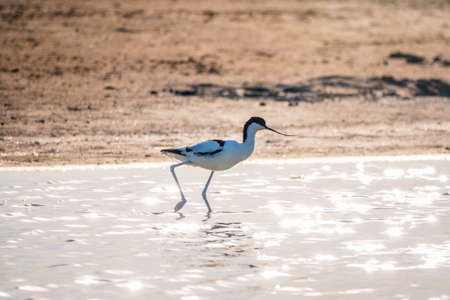 The pied avocet, Recurvirostra avosetta, is a large black and white wader with long, upturned beak and long, bluish legsの写真素材