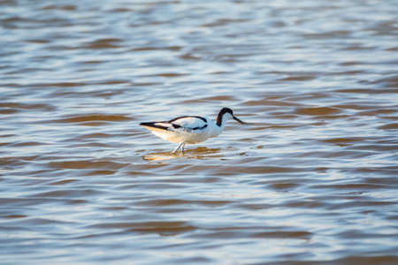 Water bird pied avocet, Recurvirostra avosetta, feeding in the lake. The pied avocet is a large black and white wader with long, upturned beak and long, bluish legsの写真素材