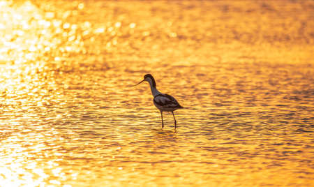 Water bird pied avocet, Recurvirostra avosetta, standing in the water in orange sunset light. The pied avocet is a large black and white wader with long, upturned beak and long, bluish legsの写真素材