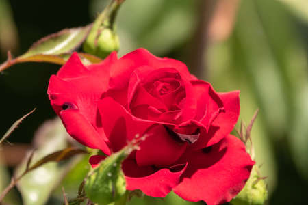 Beautiful red rose flower on a green blurred background. Red rose, garden red rose with blur background,の写真素材