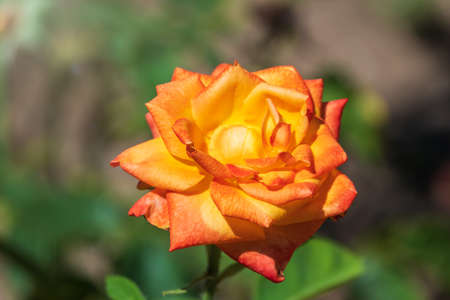 Yellow-red rose on a green blurred background. Copy space background.の写真素材
