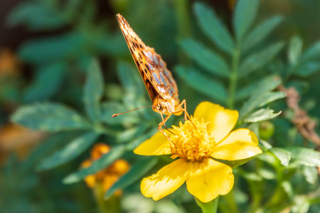 A butterfly, a queen of Spain fritillary, lat. Issoria lathonia, sitting on a yellow flower and...
