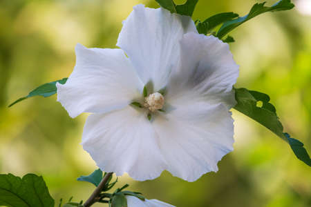 White flowers of Hibiscus grandiflorus, the swamp rosemallow. Close-up of a crimsoneyed rosemallow flowerの写真素材