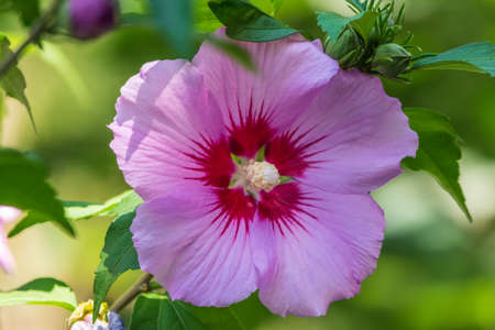 Pink flowers of Hibiscus moscheutos plant close-up. Hibiscus moscheutos, swamp hibiscus, rose mallow hibiscusの写真素材