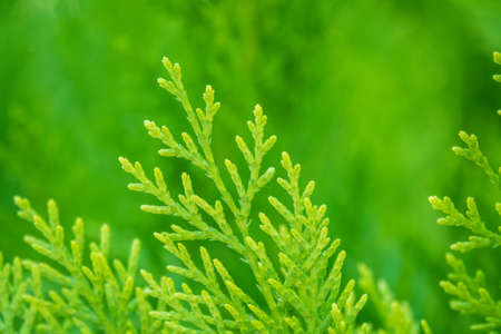 Green branches and young leaves of a thuja tree. Background image.の写真素材