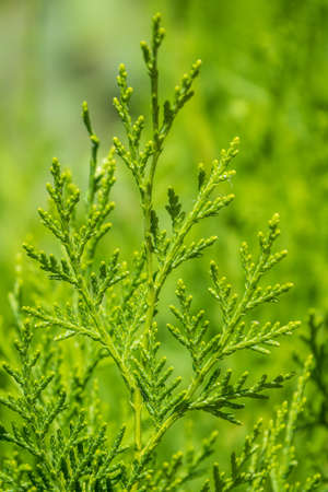 Green branches and young leaves of a thuja tree. Background image.の写真素材