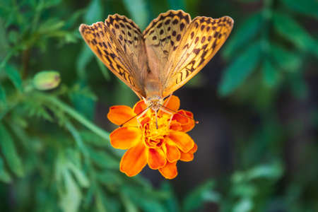 The dark green fritillary butterfly collects nectar on flower. Speyeria aglaja, previously known as Argynnis aglaja is a species of butterfly in the family Nymphalidae.の写真素材