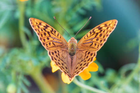 The dark green fritillary butterfly collects nectar on flower. Speyeria aglaja, previously known as Argynnis aglaja is a species of butterfly in the family Nymphalidae.の写真素材