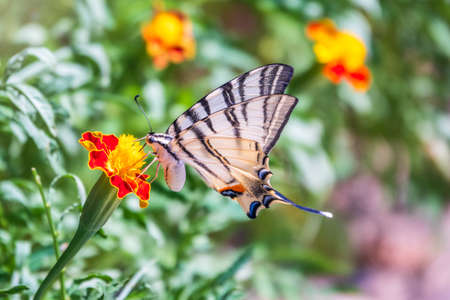 Beautiful Butterfly Scarce Swallowtail, Sail Swallowtail, Pear-tree Swallowtail, Podalirius. Butterfly sailboats family Papilionidae. Latin Iphiclides podaliriu. Butterfly collects nectar on flowerの写真素材