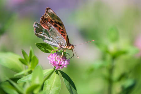 The dark green fritillary butterfly collects nectar on flower. Speyeria aglaja, previously known as Argynnis aglaja is a species of butterfly in the family Nymphalidae.の写真素材