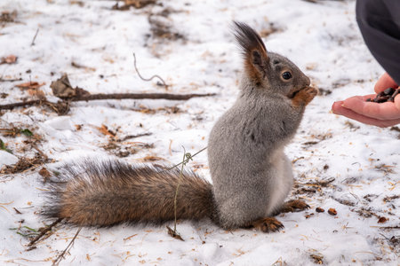 Squirrel in the winter eating nuts from a man's hand. Caring for animals in winter or autumn. Eurasian red squirrel, Sciurus vulgarisの写真素材