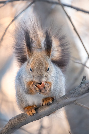 The squirrel with nut sits on tree in the winter or late autumn. Eurasian red squirrel, Sciurus vulgaris.の写真素材
