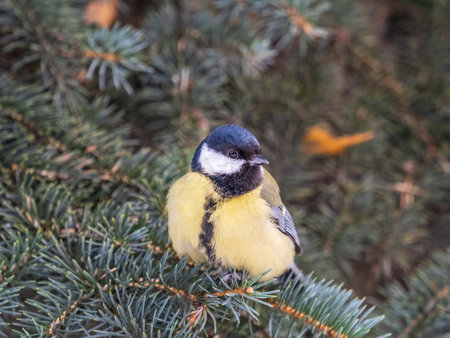 Cute bird Great tit, songbird sitting on the nice fir branch. Parus majorの写真素材