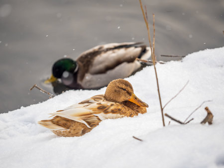 Yellow colored Mallard female Duck on the white snow background. Animal polymorphism. Portrait of a female of duck on the snow. Mallard, lat. Anas platyrhynchos, femaleの写真素材