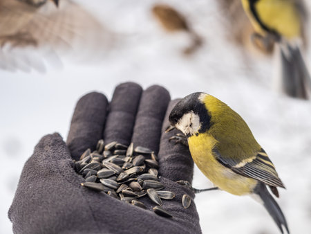 A tit sits on a man's hand and eats seeds. Taking care of birds in winter.の写真素材