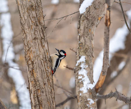 Little woodpecker sits on a tree trunk. A woodpecker obtains food on a large tree with snow in winter The great spotted woodpecker, Dendrocopos majorの写真素材