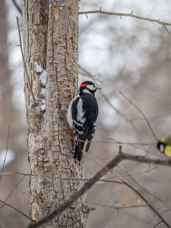 Little woodpecker sits on a tree trunk. A woodpecker obtains food on a large tree with snow in winter The great spotted woodpecker, Dendrocopos majorの写真素材