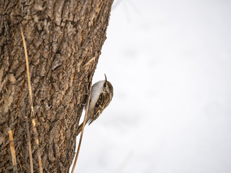 Little bird Eurasian treecreeper crawling on a tree. Cute interesting forest bird Treecreeper. Nature background. The Eurasian treecreeper or common treecreeper, lat. erthia familiarisの写真素材