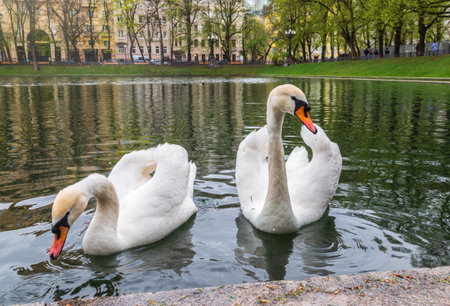 Two graceful white swans swim in the pond in city park. The mute swan, Cygnus olorの写真素材