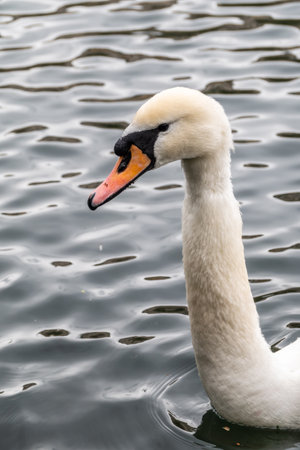 Portrait of a graceful white swan with long neck on dark water background. The mute swan, Cygnus olorの写真素材