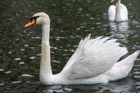 A graceful white swan swimming on a lake with dark water. The white swan is reflected in the water. The mute swan, Cygnus olorの写真素材