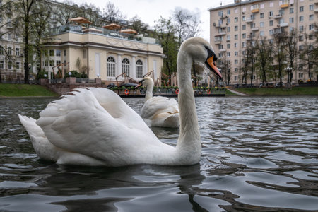 Graceful white swan swim in the pond in city park. The mute swan, Cygnus olorの写真素材
