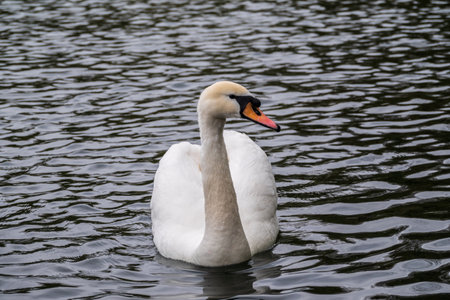 A graceful white swan swimming on a lake with dark water. The white swan is reflected in the water. The mute swan, Cygnus olorの写真素材