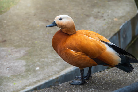 Ruddy shelduck stands on stone pavement, Ruddy shelduck, Tadorna ferruginea. It is waterfowl family of ducks, similar to the common. The bird has a orange-brown plumage with a lighter head.の写真素材