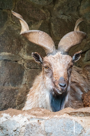 Close-up portrait of Markhor, Capra falconeri, wild goat native to Central Asia, Karakoram and the Himalayas. Males have tightly curled, corkscrew-like horns, up to 160 cm longの写真素材