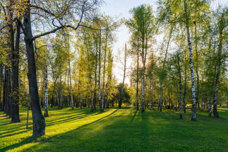 The sun through the trees in the spring park. Beautiful park in spring with bright sun shining through the trees Sun shining through tree.の写真素材