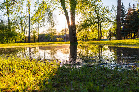 The sun through the trees in the spring park. Beautiful park in spring with bright sun shining through the trees Sun shining through tree.の写真素材