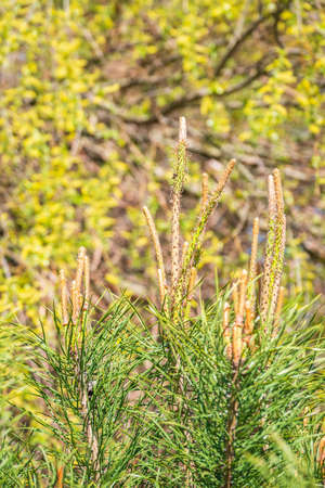 Green small pine trees with fresh shoots in spring or summer. Dense thickets of stunted pines with young branches in the spring in the mountainsの写真素材