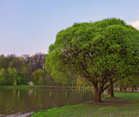Willows on the shore of a pond on a summer evening lit by the setting sun. Tree on the shore of a pond in the park at sunsetの写真素材