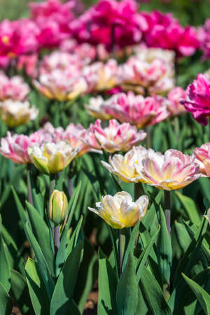 Beautiful pink and white tulips flower bed in the green spring garden. Natural sprintime background.の写真素材
