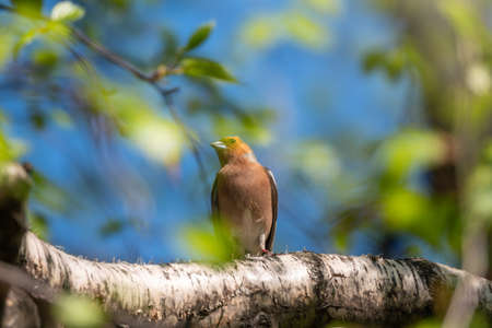 Common chaffinch sits on a branch in spring on green background. Beautiful songbird Common chaffinch in wildlife. The common chaffinch or simply the chaffinch, latin name Fringilla coelebs.の写真素材