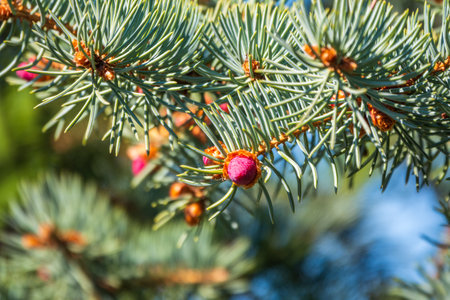 Green spruce branches in spring with new cones. Geen firanches with a young cones backgroundの写真素材