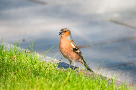 Common chaffinch sits on a green lawn in spring. Beautiful songbird Common chaffinch in wildlife. The common chaffinch or simply the chaffinch, latin name Fringilla coelebs.の写真素材