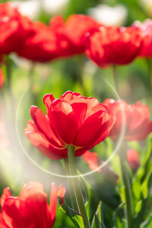 Colorful red tulips blossom in spring. Natural sprintime background.の写真素材
