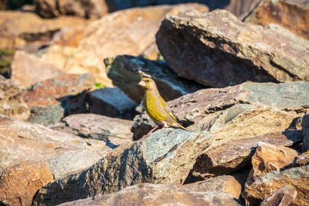 Green and yellow songbird, european greenfinch sitting on on stone rock. The European greenfinch, or greenfinch, lat. Chloris chloris, is a small passerine bird in the finch family Fringillidae.の写真素材