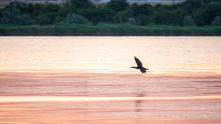 Black Cormorant flying over the sea in beautiful pink sunset. The great cormorant, Phalacrocorax carbo, known as the great black cormorant, or the black shag.の写真素材
