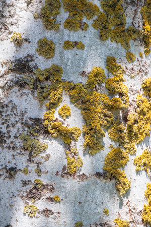 Old Hornbeam tree bark texture with green moss. The texture of tree bark with mossの写真素材