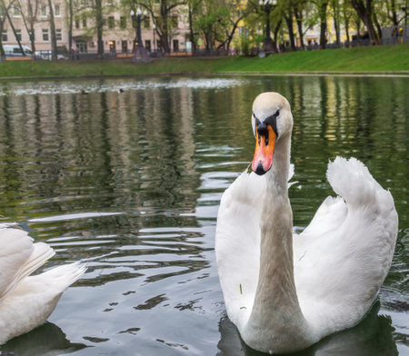 Graceful white swan swim in the pond in city park. The mute swan, Cygnus olorの写真素材